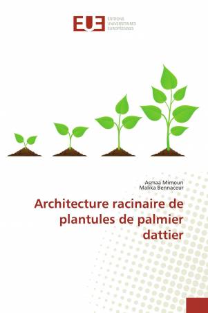 Architecture racinaire de plantules de palmier dattier