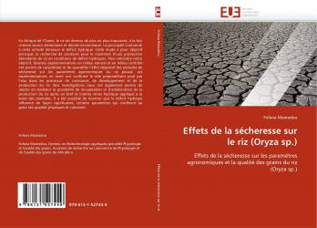 Effets de la sécheresse sur le riz (Oryza sp.)