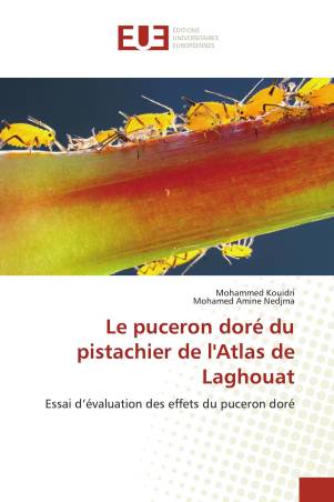Le puceron doré du pistachier de l'Atlas de Laghouat