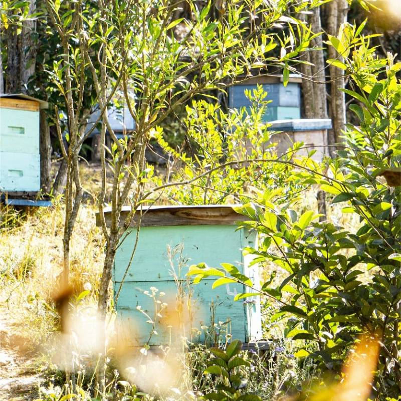 Miel Sauvage de Forêts Primaires bio Ilanga Nature